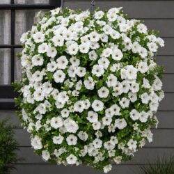 50 Pure White Trailing Petunia Seeds UK Hanging Basket Window Box Balcony Flower 3