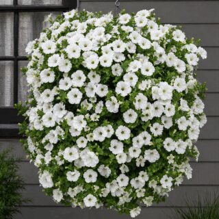 50 Pure White Trailing Petunia Seeds UK Hanging Basket Window Box Balcony Flower 3