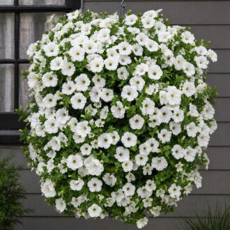 50 Pure White Trailing Petunia Seeds UK Hanging Basket Window Box Balcony Flower 3