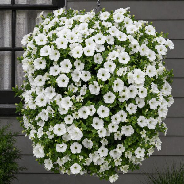 50 Pure White Trailing Petunia Seeds UK Hanging Basket Window Box Balcony Flower 3
