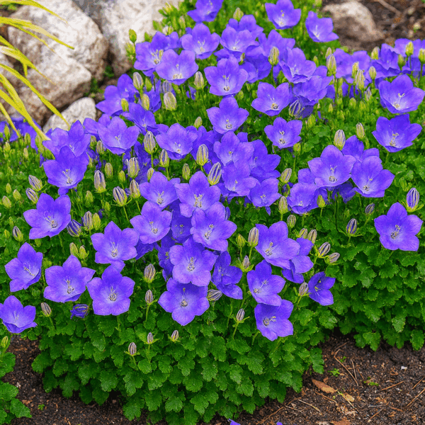 50 Rockery Garden Blue Bellflower Seeds Ground Cover Campanula Rock Border Plant