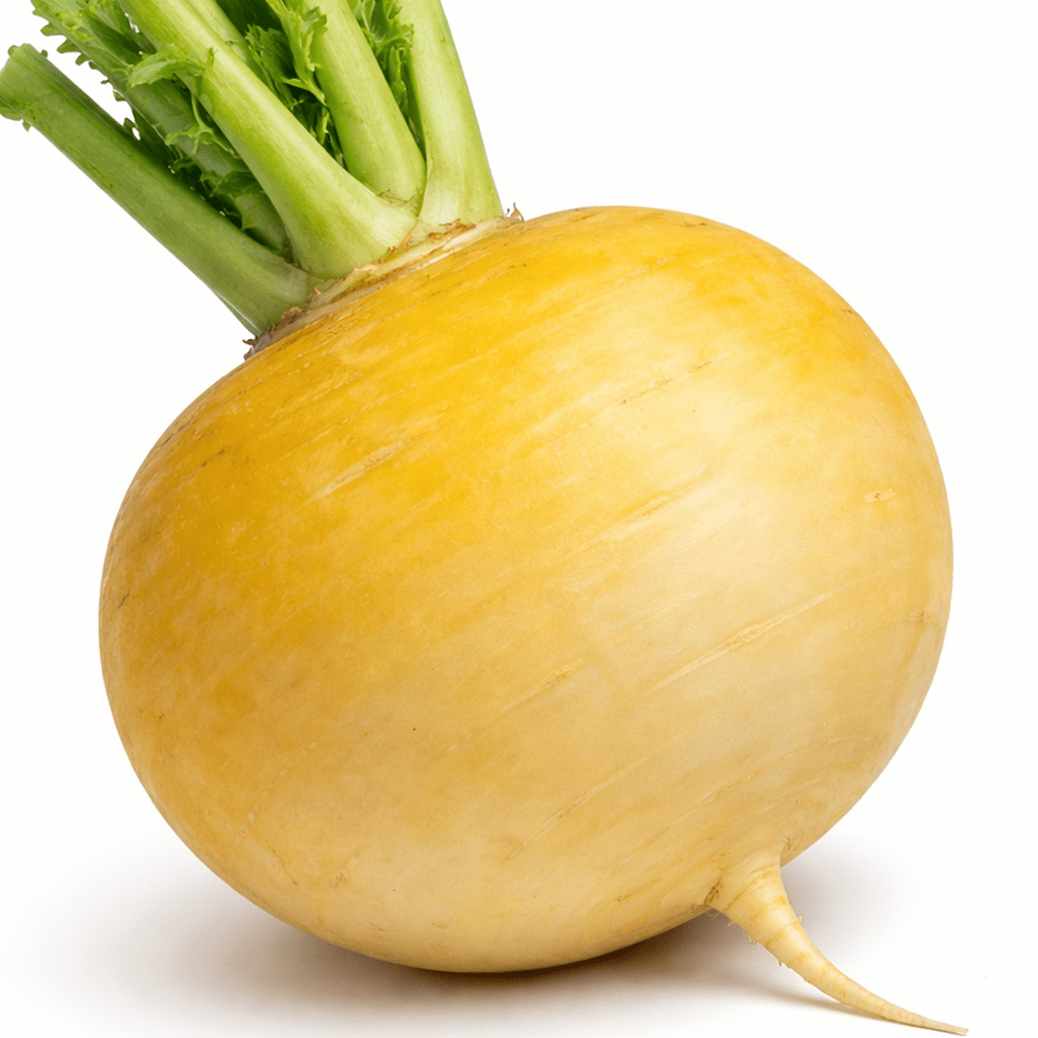 50 UK Giant Gold Turnip Vegetable Seeds for Planting Grow Your Own Garden Veg 3
