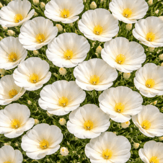 50 UK Giant White Cream California Poppy Flower Seeds for Planting Grow Your own 4