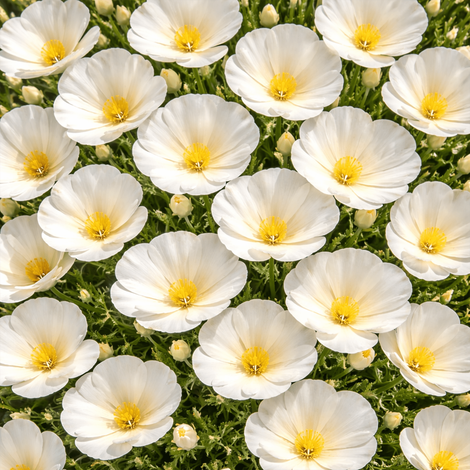 50 UK Giant White Cream California Poppy Flower Seeds for Planting Grow Your own 4