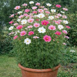 50 UK Mixed Giant Cosmos Flower Seeds to Plant Grow in Pots Planters & Gardens 4