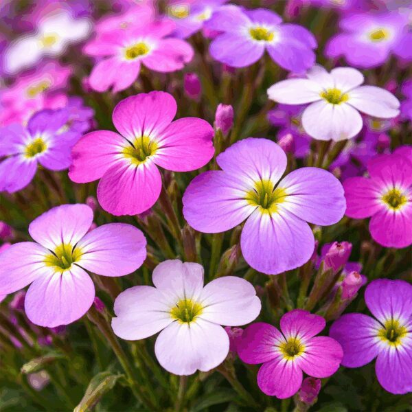 50 UK Pastel Night Scented Stock Fragrant Border Flower Seeds Sweet Heaven Scent 3