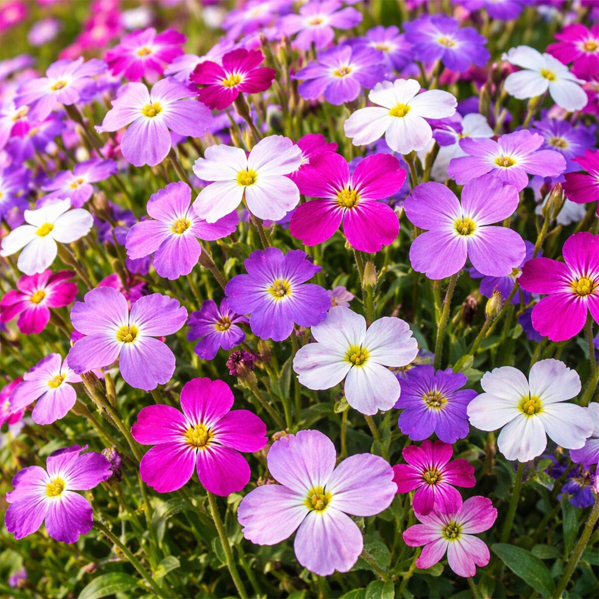 50 UK Pastel Night Scented Stock Fragrant Border Flower Seeds Sweet Heaven Scent