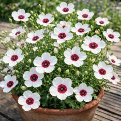 50 UK Red & White Flower Seeds Hardy Annual Wild Meadow Plant Linum Grandiflorum 2