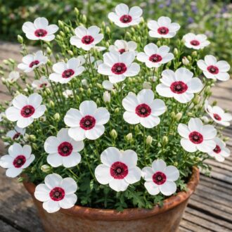 50 UK Red & White Flower Seeds Hardy Annual Wild Meadow Plant Linum Grandiflorum 2