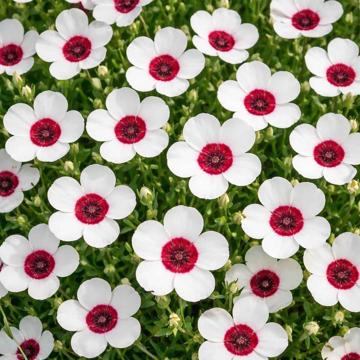 50 UK Red & White Flower Seeds Hardy Annual Wild Meadow Plant Linum Grandiflorum 3