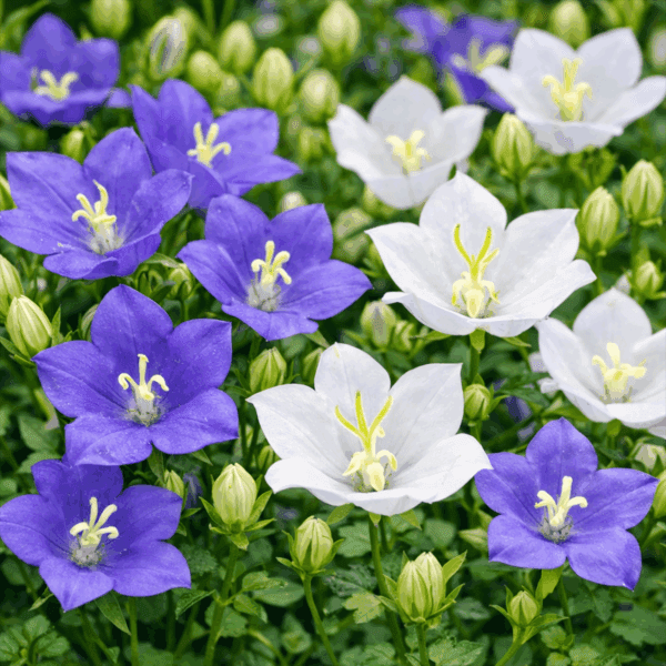 50 UK Rockery Garden Mixed Bell Flower Seeds Blue & White Campanula Rock Border 2