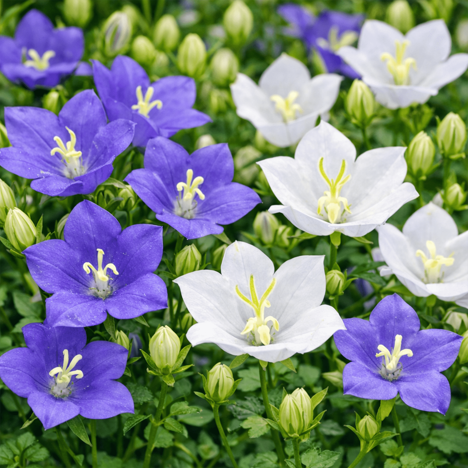 50 UK Rockery Garden Mixed Bell Flower Seeds Blue & White Campanula Rock Border 2