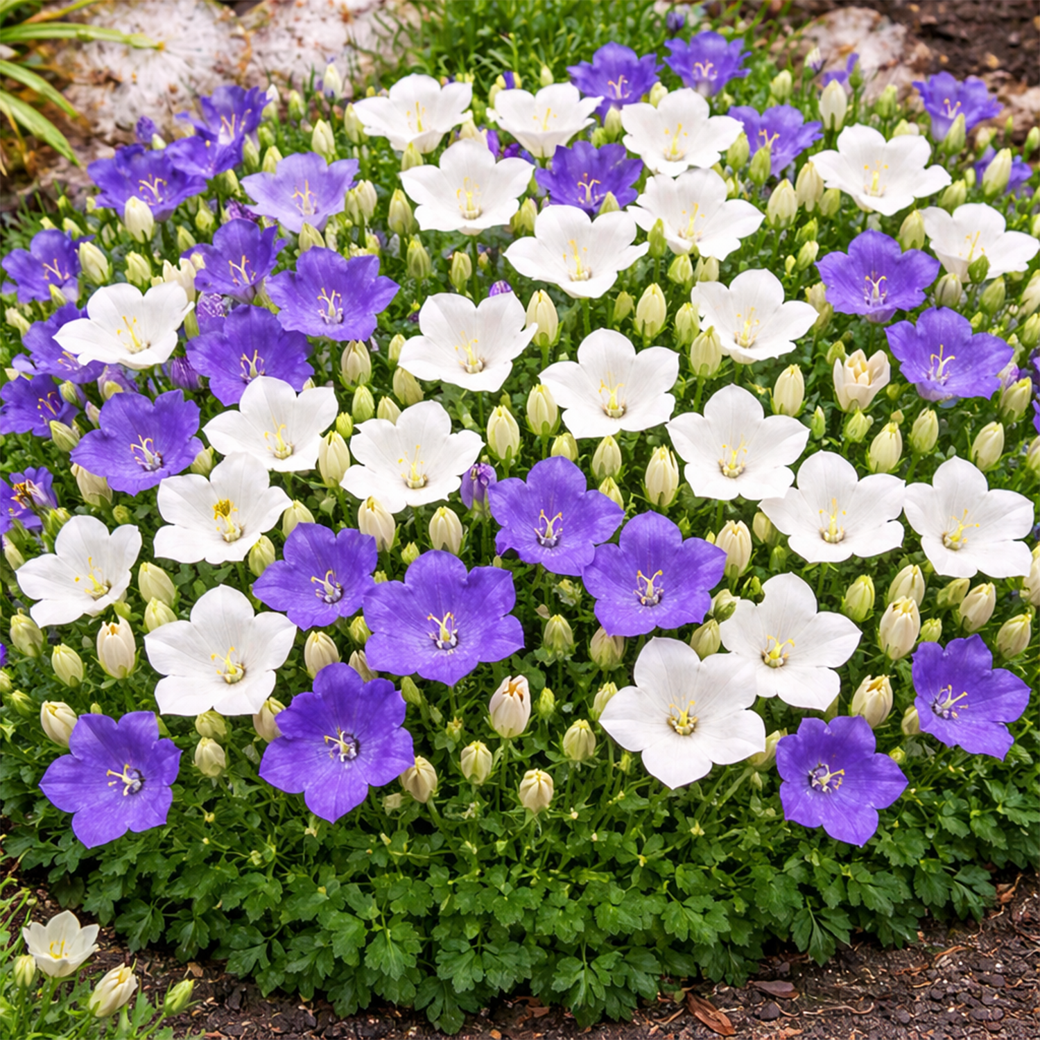 50 UK Rockery Garden Mixed Bell Flower Seeds Blue & White Campanula Rock Border 3