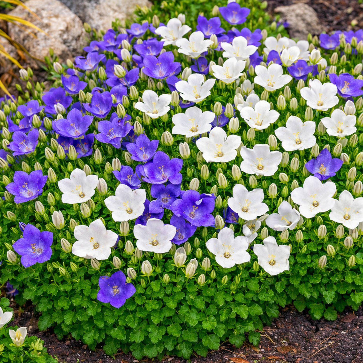 50 UK Rockery Garden Mixed Bell Flower Seeds Blue & White Campanula Rock Border
