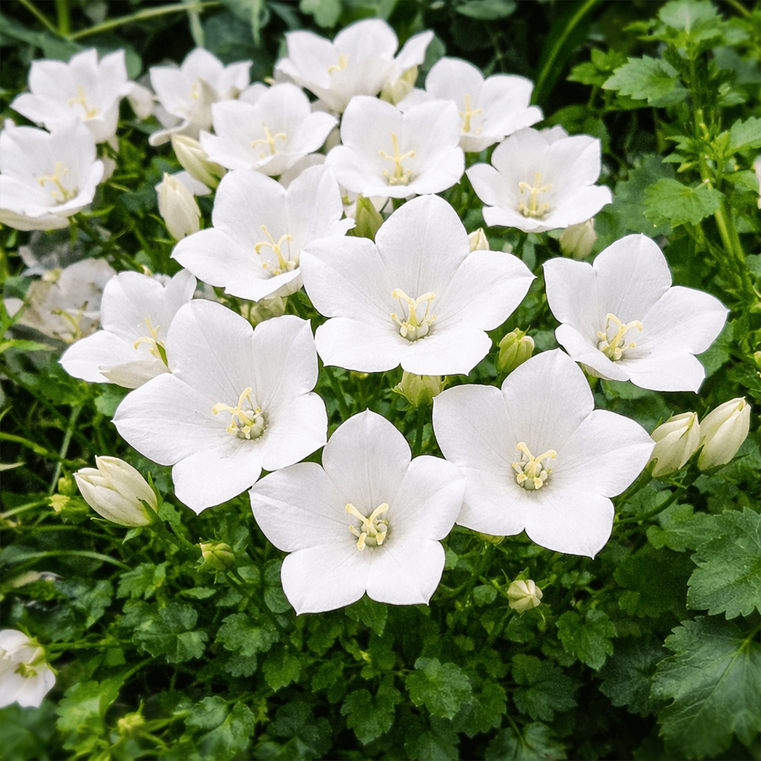 50 UK Rockery Garden White Bellflower Seeds Ground Cover Campanula Rock Border 2