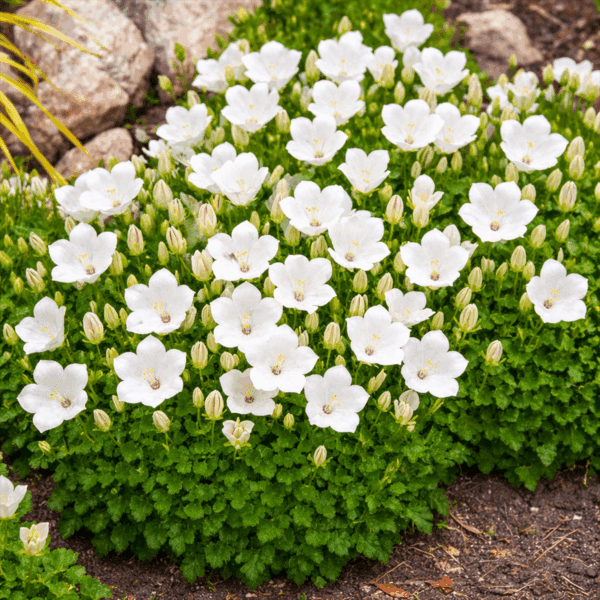 50 UK Rockery Garden White Bellflower Seeds Ground Cover Campanula Rock Border 3