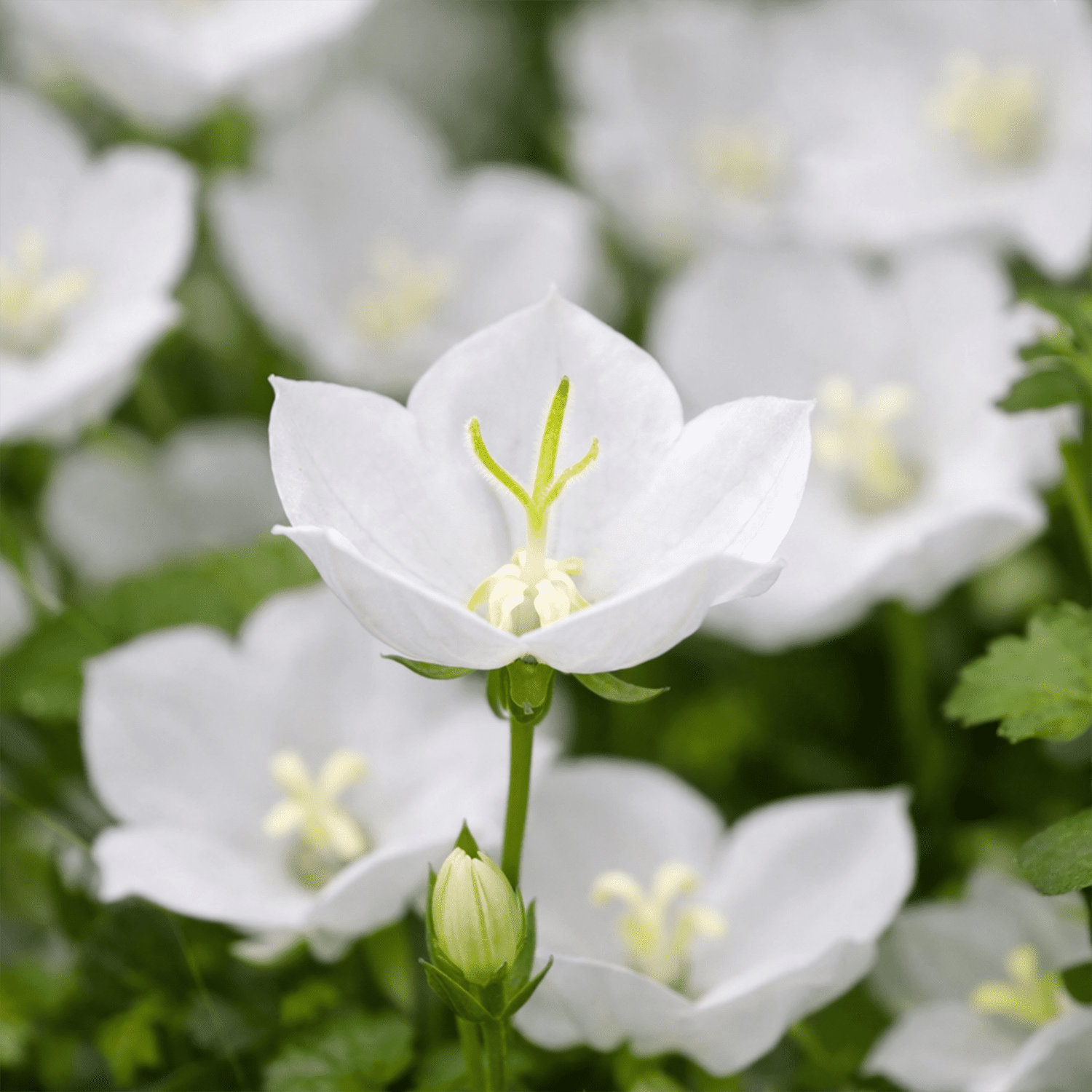50 UK Rockery Garden White Bellflower Seeds Ground Cover Campanula Rock Border