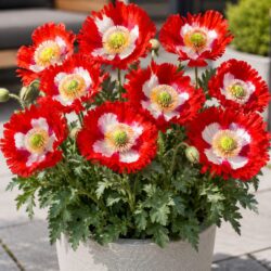 50 Danish Flag Red & White Dwarf Poppy Seeds for Planting Papaver Field Flowers