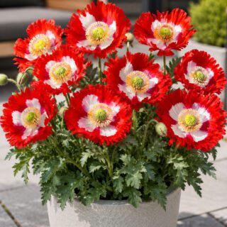 50 Danish Flag Red & White Dwarf Poppy Seeds for Planting Papaver Field Flowers