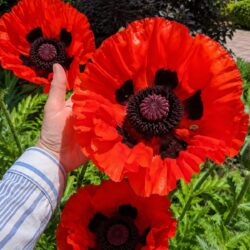50 Hardy Perennial Giant Oriental Poppy Seeds Red Papaver Wildflower Field Poppy 2