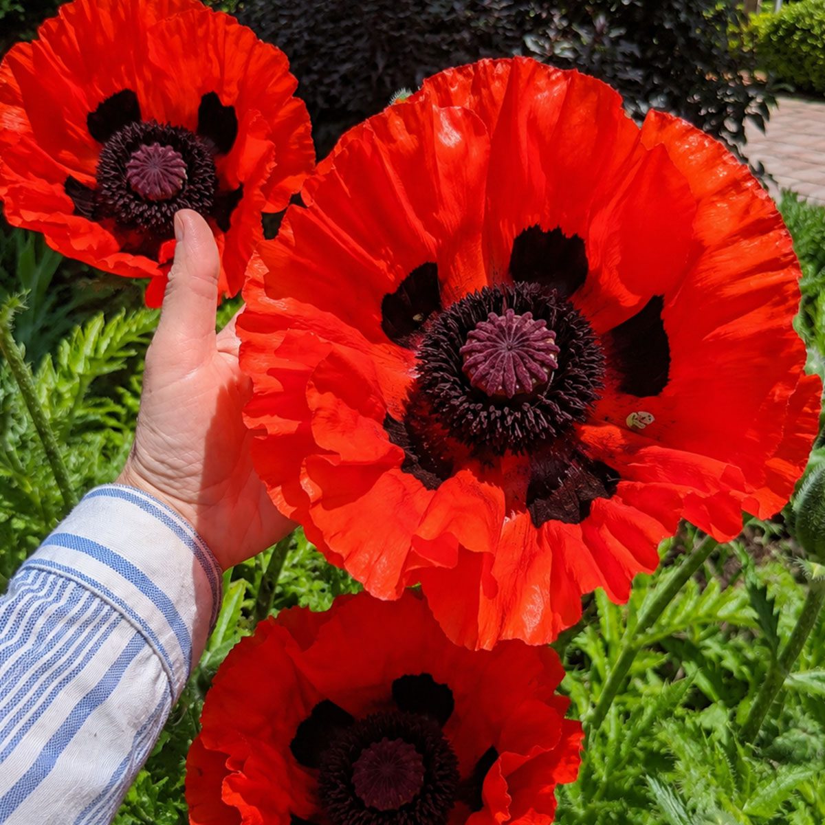 50 Hardy Perennial Giant Oriental Poppy Seeds Red Papaver Wildflower Field Poppy 2