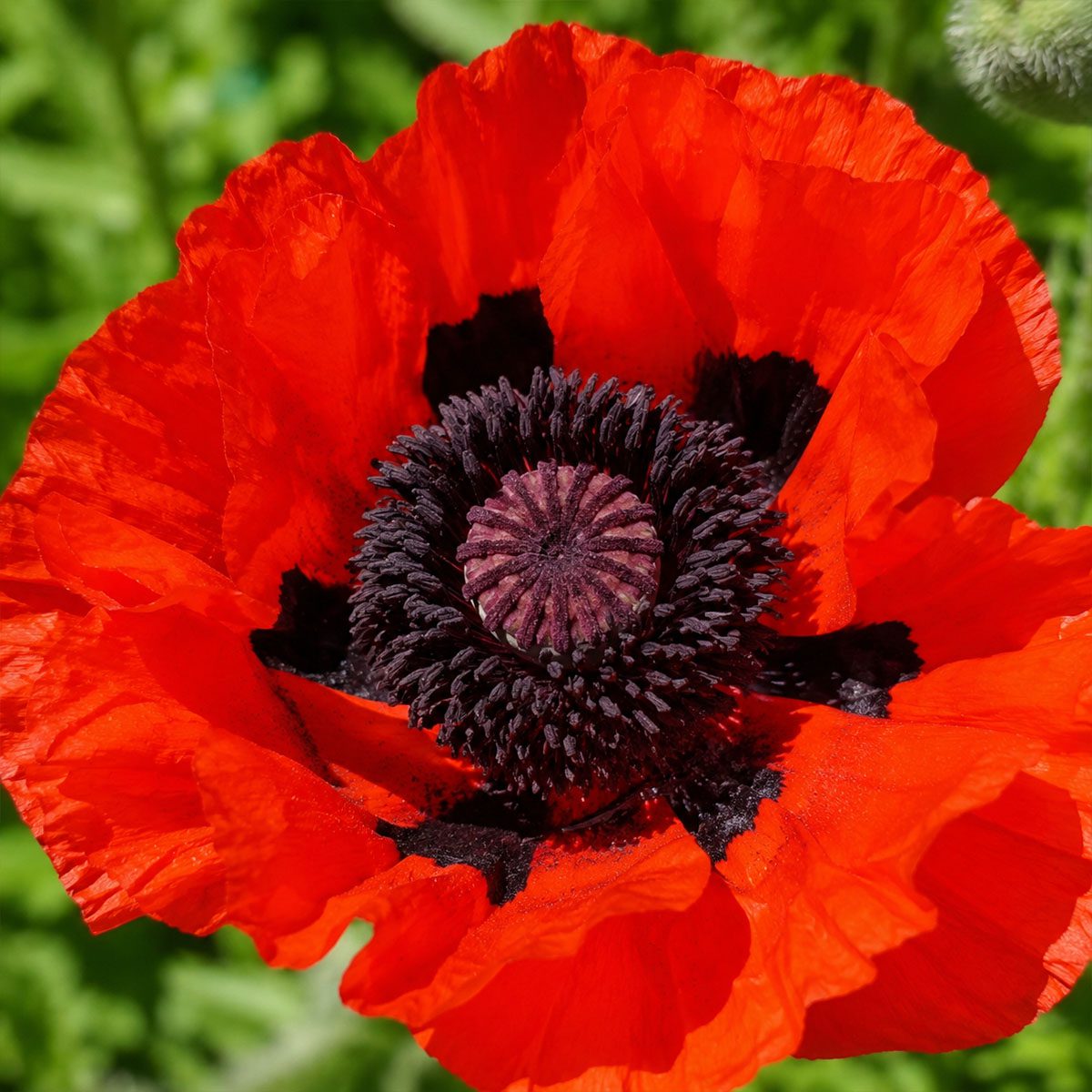 50 Hardy Perennial Giant Oriental Poppy Seeds Red Papaver Wildflower Field Poppy 4
