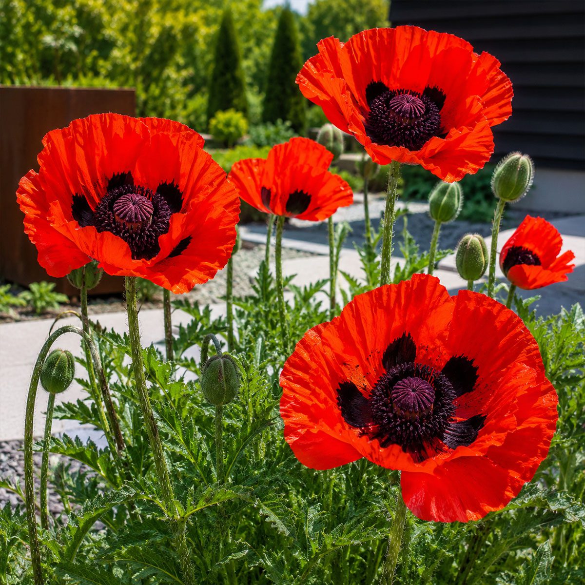 50 Hardy Perennial Giant Oriental Poppy Seeds Red Papaver Wildflower Field Poppy 5