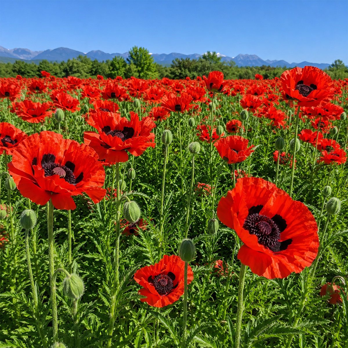 50 Hardy Perennial Giant Oriental Poppy Seeds Red Papaver Wildflower Field Poppy 6