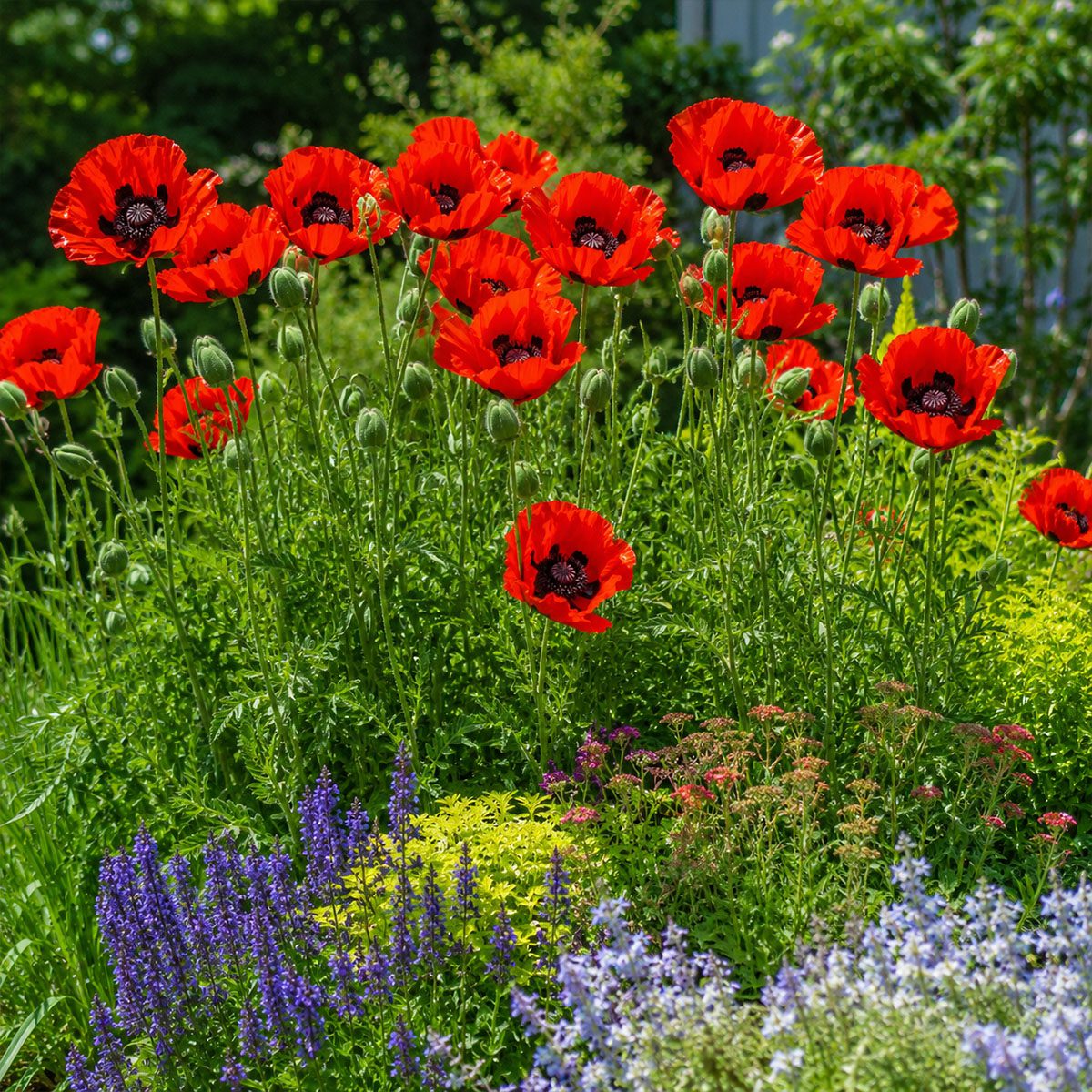 50 Hardy Perennial Giant Oriental Poppy Seeds Red Papaver Wildflower Field Poppy
