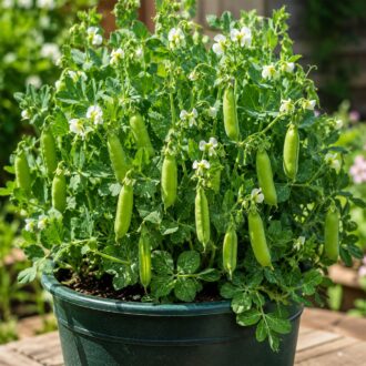 10 Hardy Winter Dwarf Garden Pea Seeds UK Early Feltham First Heirloom Vegetable 2