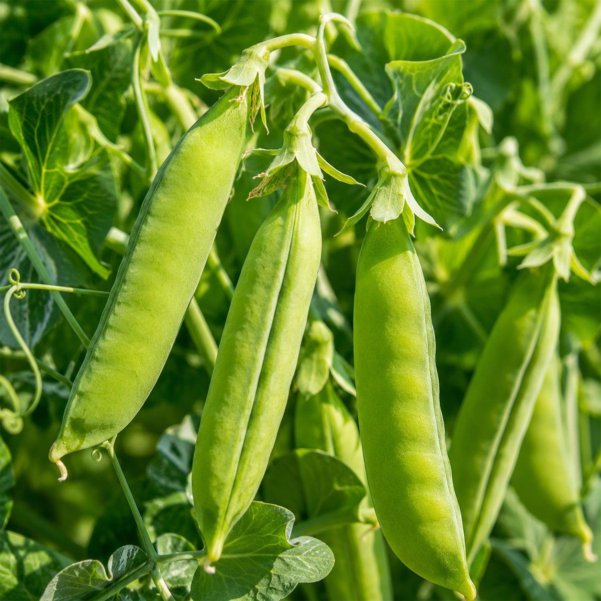 10 Hardy Winter Dwarf Garden Pea Seeds UK Early Feltham First Heirloom Vegetable 3