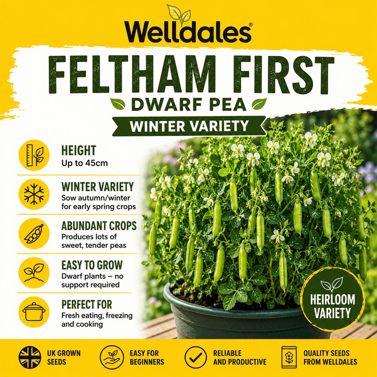 10 Hardy Winter Dwarf Garden Pea Seeds UK Early Feltham First Heirloom Vegetable 6