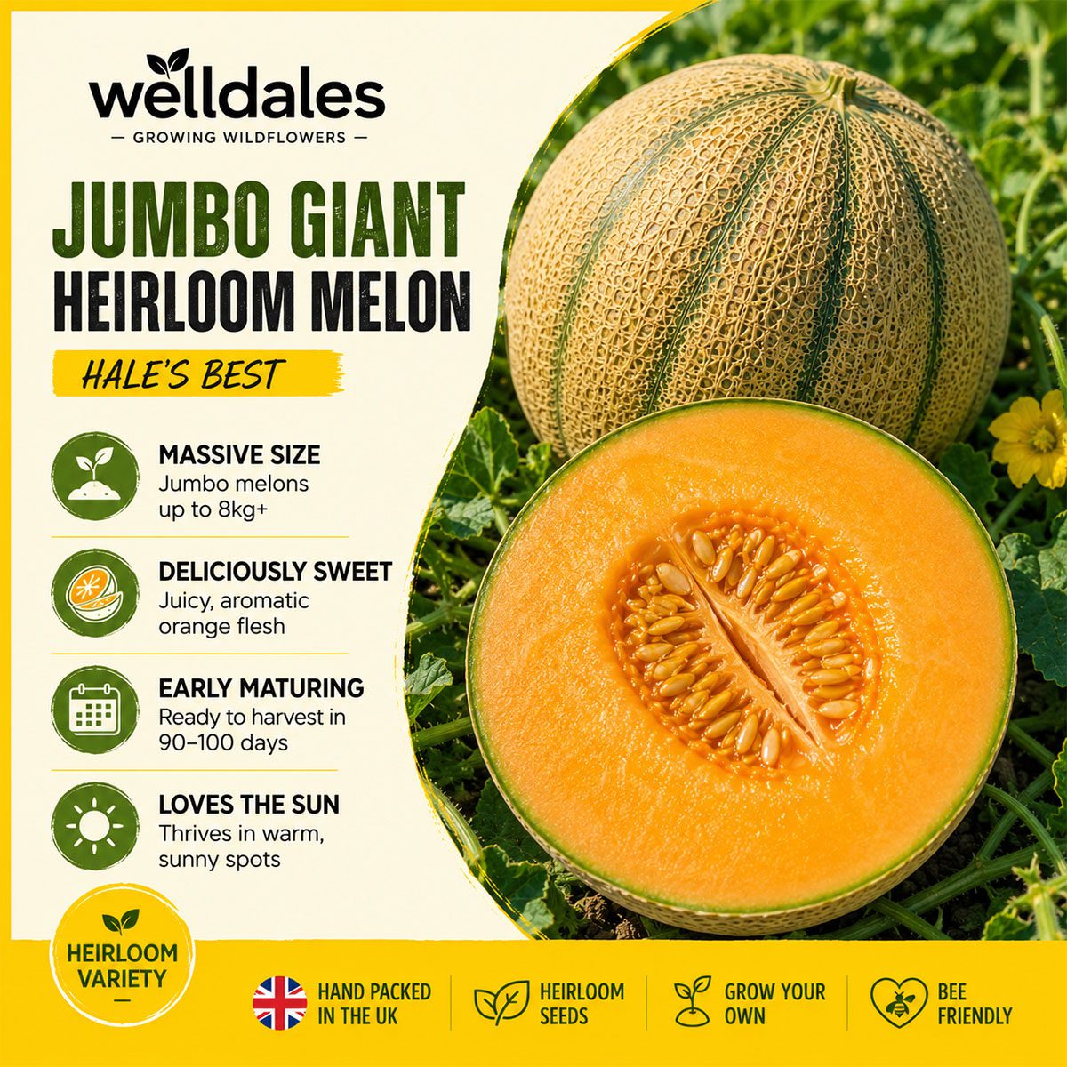 10 Jumbo Giant Heirloom Melon Seeds UK Fruit to Grow Exotic Cantaloupe HalesBest 3