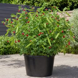 10 UK Heirloom Pea Asparagus Seeds Grow Your Own Vegetable for Planting Legume 3