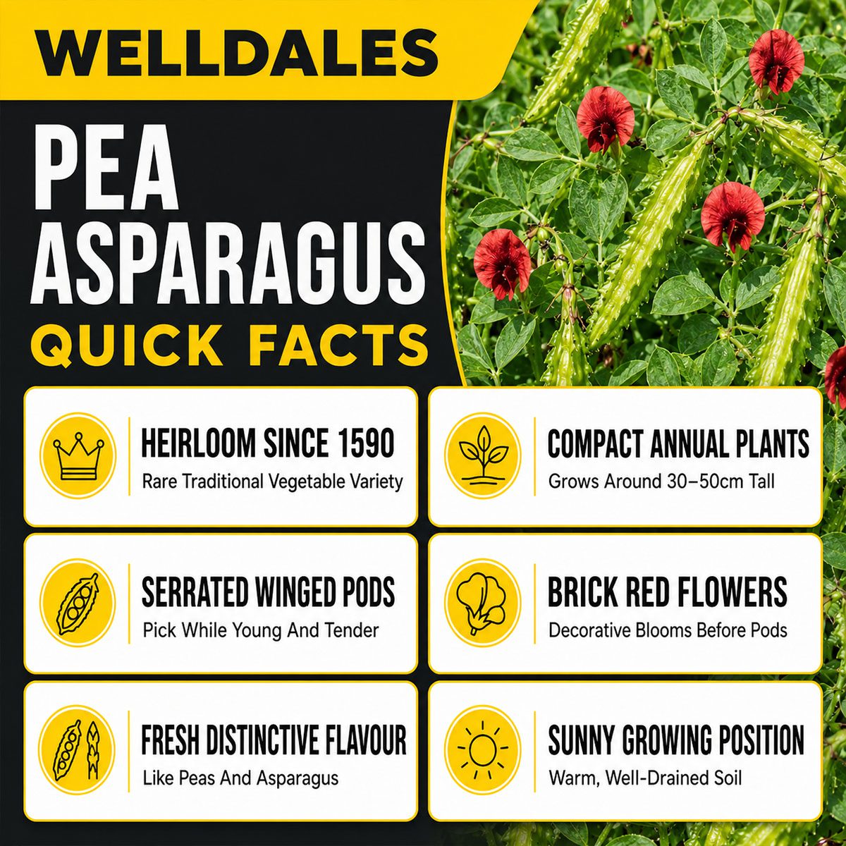 10 UK Heirloom Pea Asparagus Seeds Grow Your Own Vegetable for Planting Legume 4