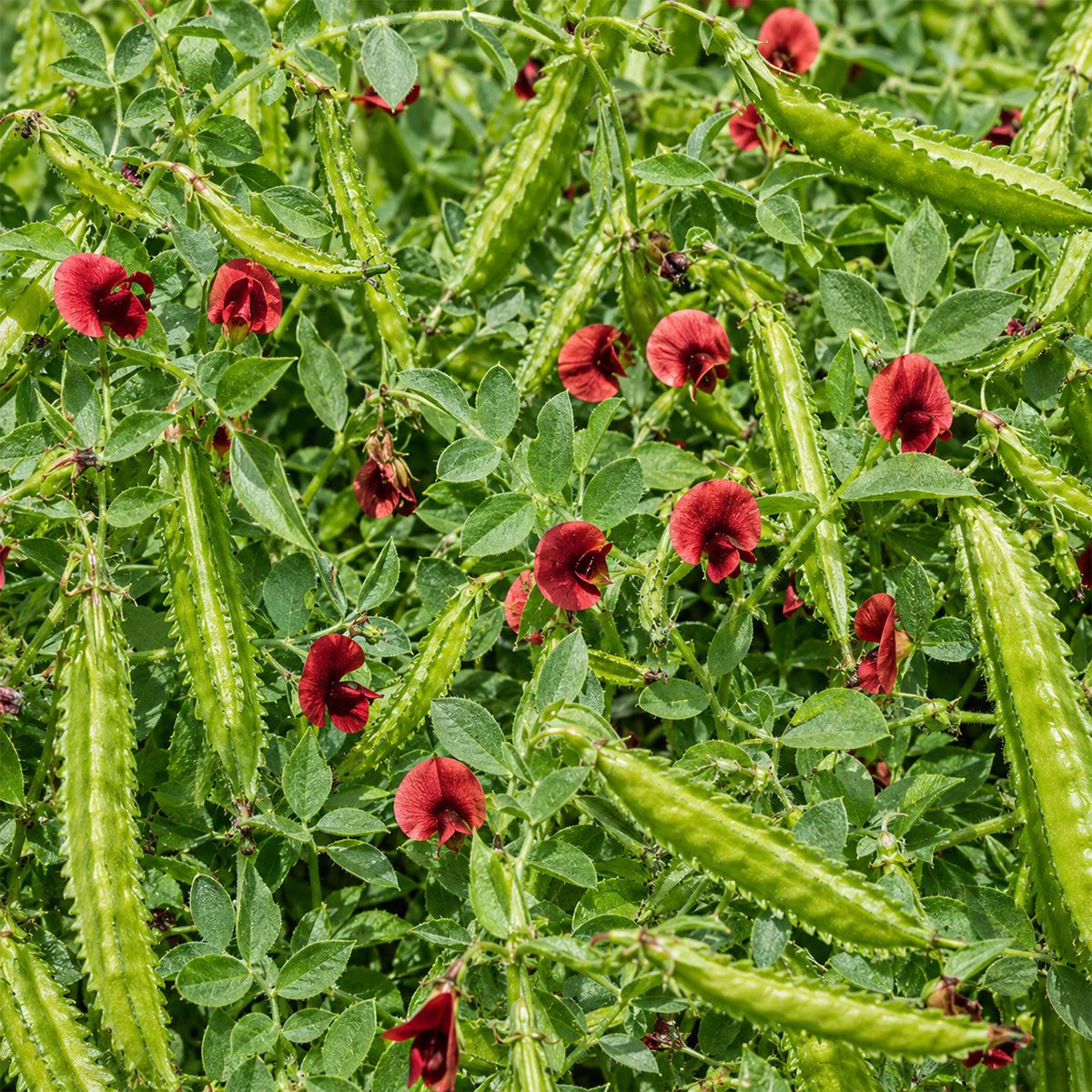 10 UK Heirloom Pea Asparagus Seeds Grow Your Own Vegetable for Planting Legume 5