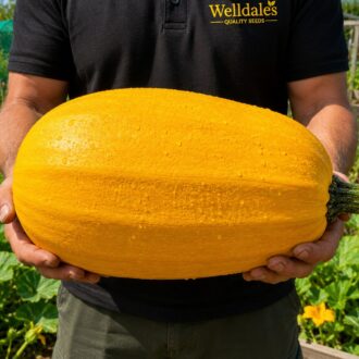 10 UK Winter Giant Spaghetti Squash Seeds Trailing Vegetable Cucurbita Marrow 3