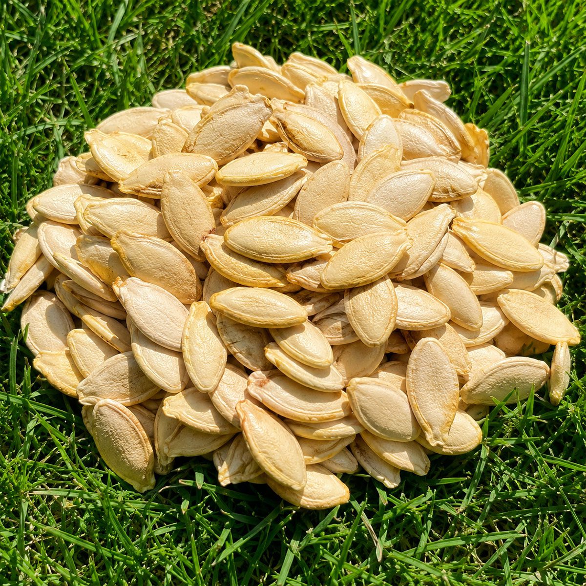 10 UK Winter Giant Spaghetti Squash Seeds Trailing Vegetable Cucurbita Marrow 4