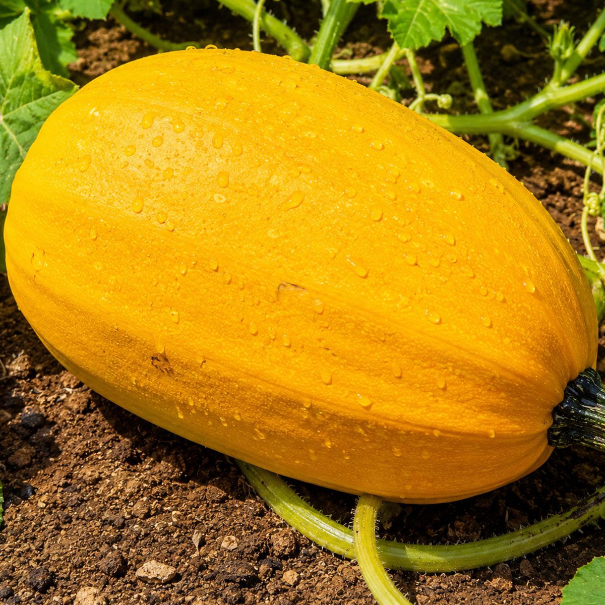 10 UK Winter Giant Spaghetti Squash Seeds Trailing Vegetable Cucurbita Marrow 5