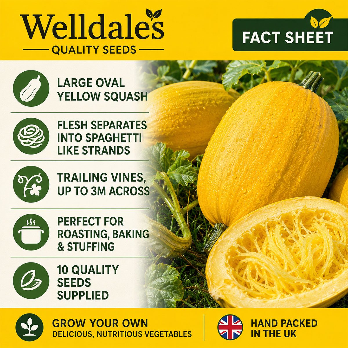 10 UK Winter Giant Spaghetti Squash Seeds Trailing Vegetable Cucurbita Marrow 8