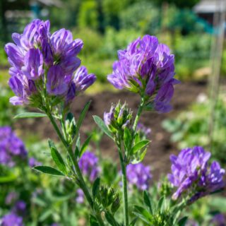 100 UK Lucerne Alfalfa Green Manure Seeds Bee Flower Cover Crop Soil Improver 7