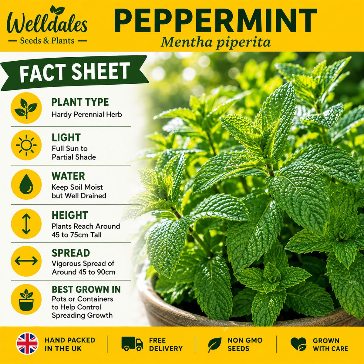 100 UK Perennial Giant Peppermint Plant Seeds Grow Your Own Herbs Mentha Mint 5