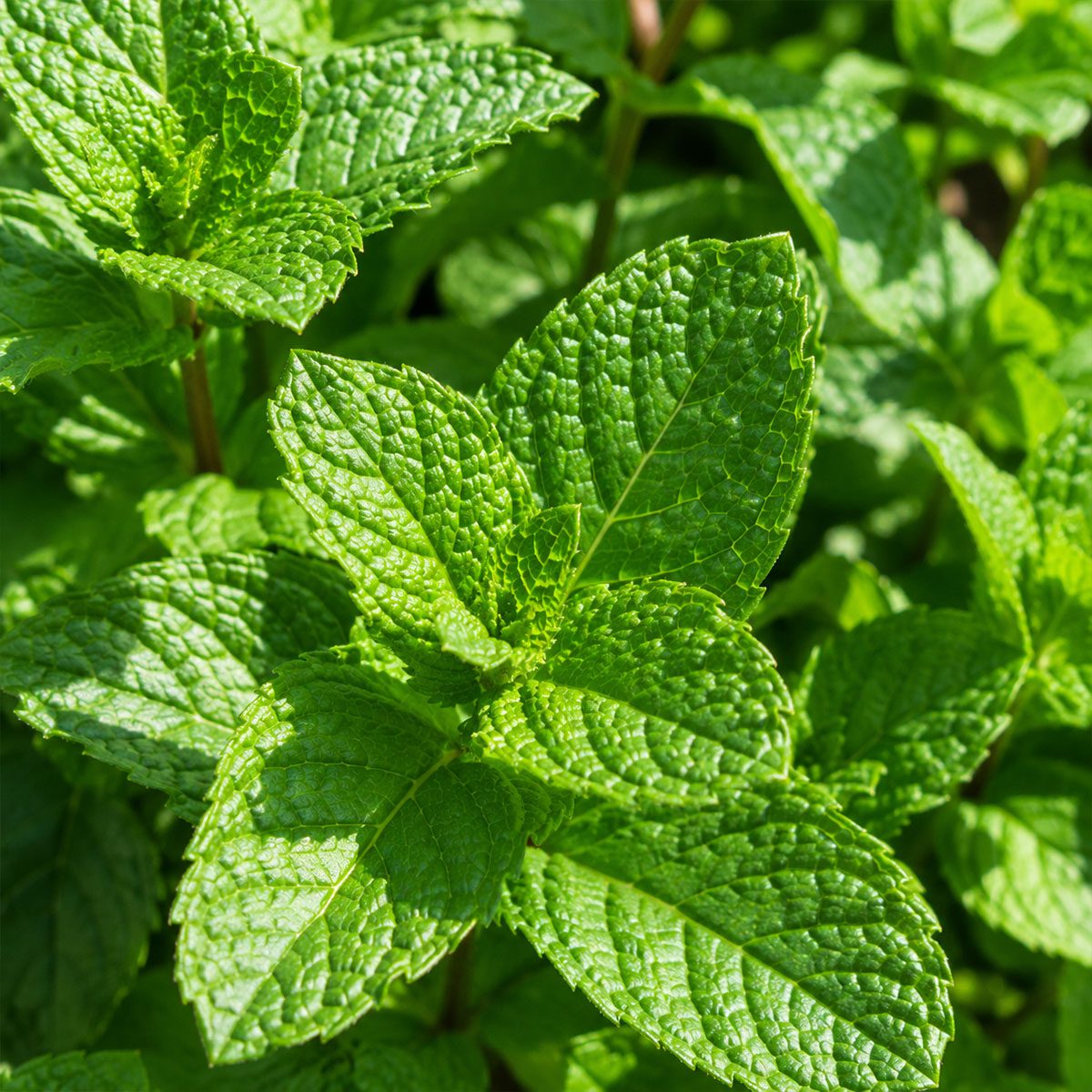 100 UK Perennial Giant Peppermint Plant Seeds Grow Your Own Herbs Mentha Mint
