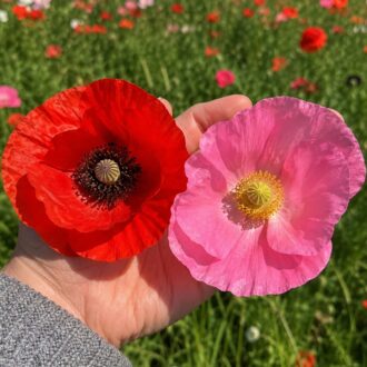200 Hardy Annual Giant Mixed Poppy Seeds Pink Red Papaver Wildflower Field Poppy 2