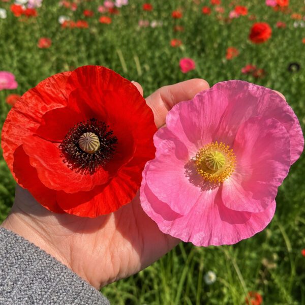 200 Hardy Annual Giant Mixed Poppy Seeds Pink Red Papaver Wildflower Field Poppy 2