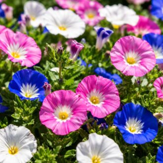 30 Pink White & Blue Dwarf Morning Glory Flower Seeds UK Hardy Flowering Annual 2