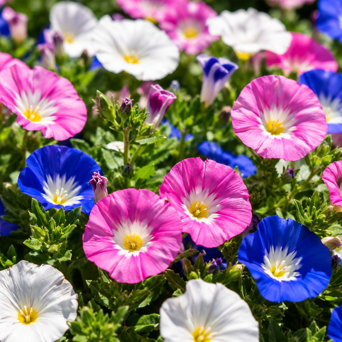 30 Pink White & Blue Dwarf Morning Glory Flower Seeds UK Hardy Flowering Annual 2