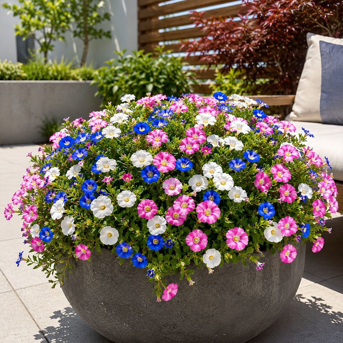 30 Pink White & Blue Dwarf Morning Glory Flower Seeds UK Hardy Flowering Annual 4