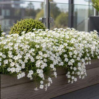 50 Carpet Flower White Soapwort Seeds Rockery Alpine Cutflower Plants to Grow 3