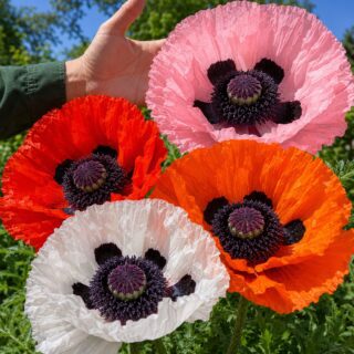 50 Hardy Perennial Giant Oriental Poppy Seeds Mix Papaver Wildflower Field Poppy 2